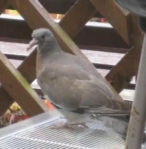 The pigeon collecting itself after its adventure